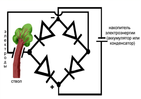 Рис. 7. Схема  генератора электричества, питаемого пьезоэлектрическими зарядами, образуемыми на боковых поверхностях ствола дерева при его изгибах ветром.      